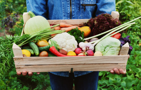 The farmer holds in his hands a wooden box with a crop of vegetables and harvest of root on the background of the garden. Organic food.