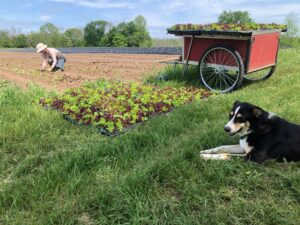 A farmer planting seeds on a field. A dog is resting in the foreground.