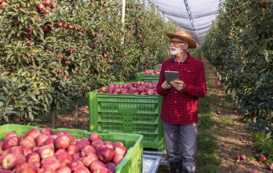 Senior farmer using an online wholesale ordering platform on a tablet beside crates of fresh red apples