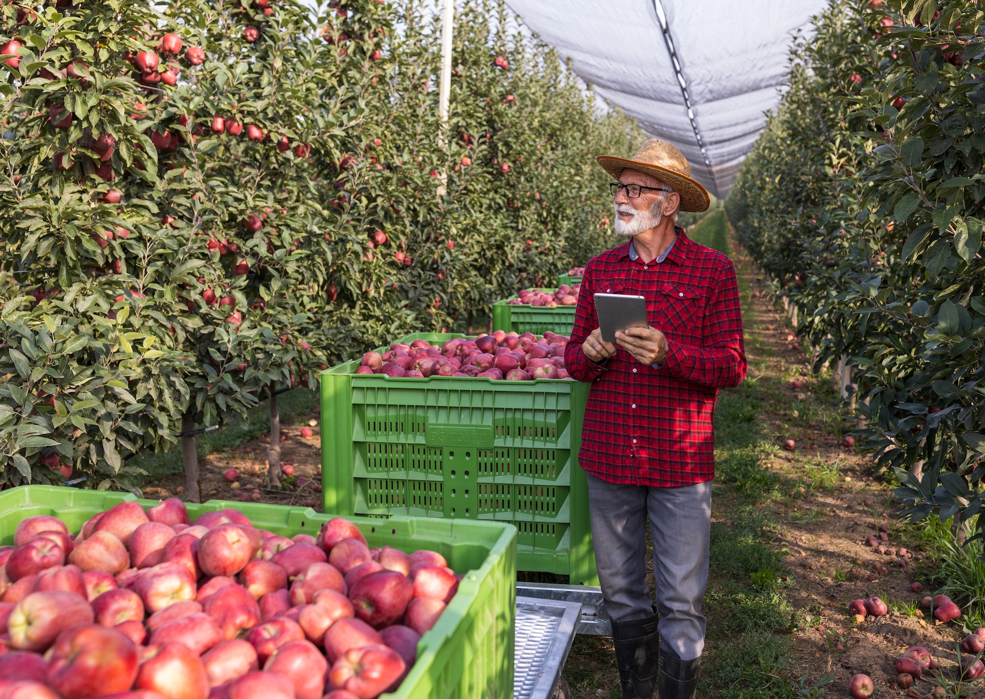 Senior farmer using an online wholesale ordering platform on a tablet beside crates of fresh red apples