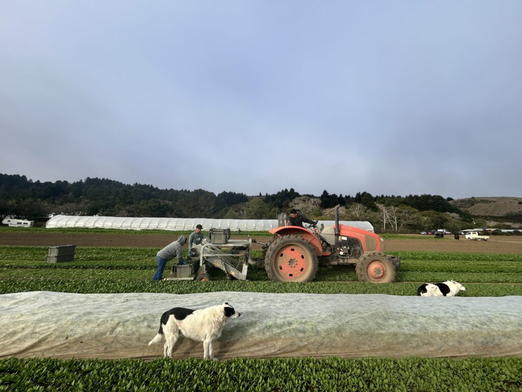 Fifth Crow Farm using online wholesale ordering software for farm sales